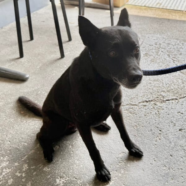 【待認養】混種犬 狗 (男生) - 新北市板橋區公立動物之家