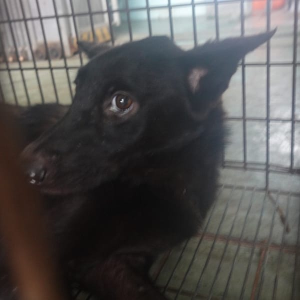 【待認養】混種犬 狗 (女生) - 臺南市動物之家灣裡站