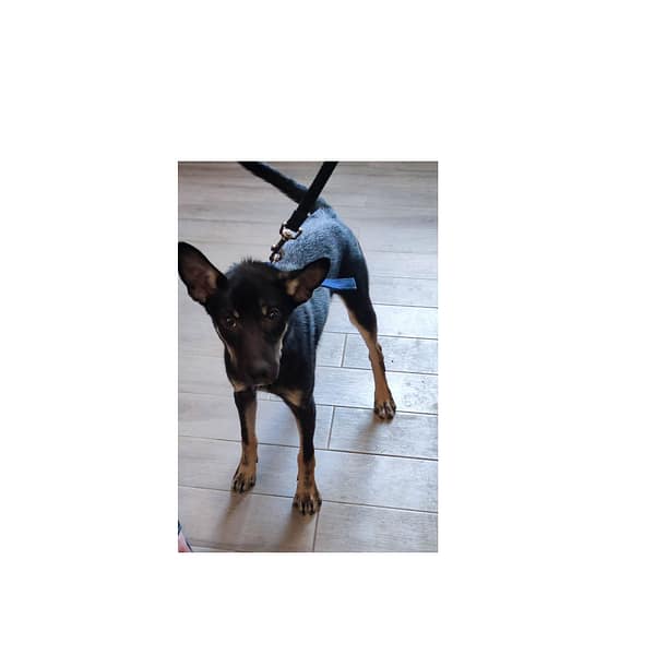 【待認養】混種犬 狗 (男生) - 新北市中和區公立動物之家