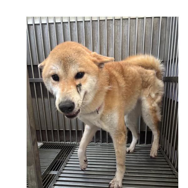 【待認養】柴犬 狗 (女生) - 新北市五股區公立動物之家