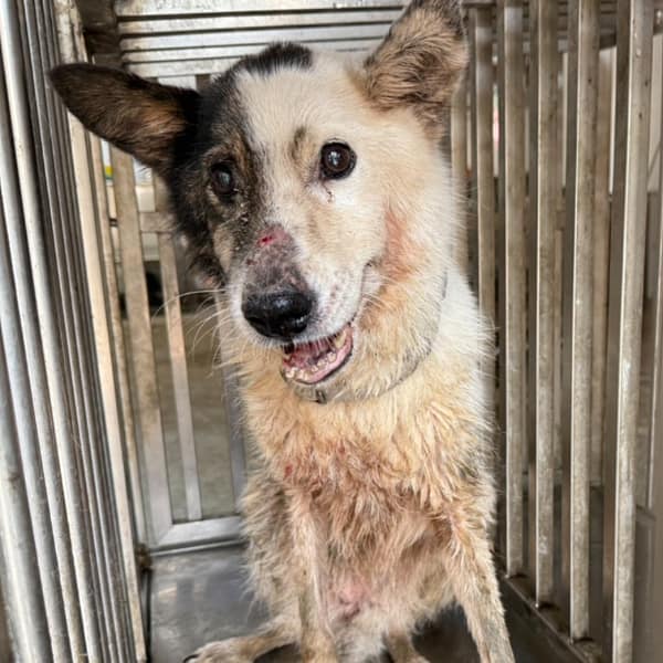 【待認養】混種犬 狗 (女生) - 臺南市動物之家善化站