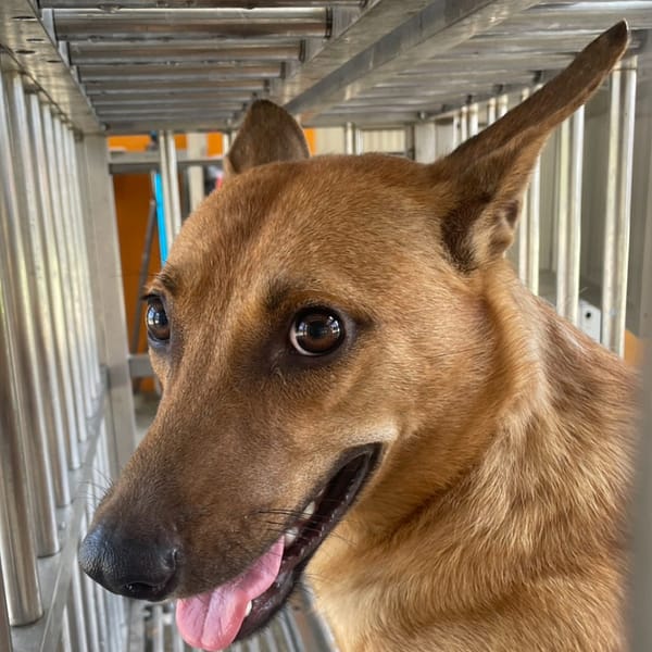 【待認養】混種犬 狗 (男生) - 澎湖縣流浪動物收容中心