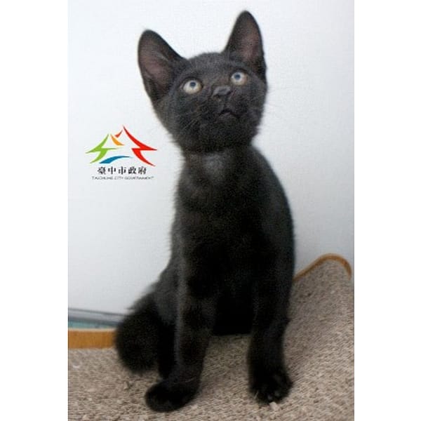 【待認養】混種貓 貓 (男生) - 臺中市動物之家后里園區