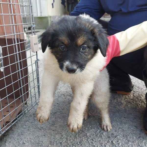 【待認養】混種犬 狗 (男生) - 新北市中和區公立動物之家