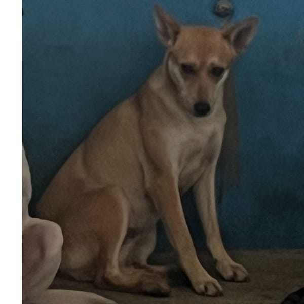 【待認養】混種犬 狗 (女生) - 苗栗縣動物保護教育園區