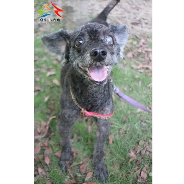 【待認養】貴賓犬 狗 (男生) - 臺中市動物之家后里園區