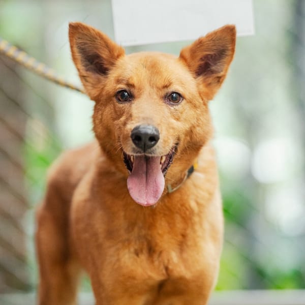 【待認養】混種犬 狗 (男生) - 新北市八里區公立動物之家