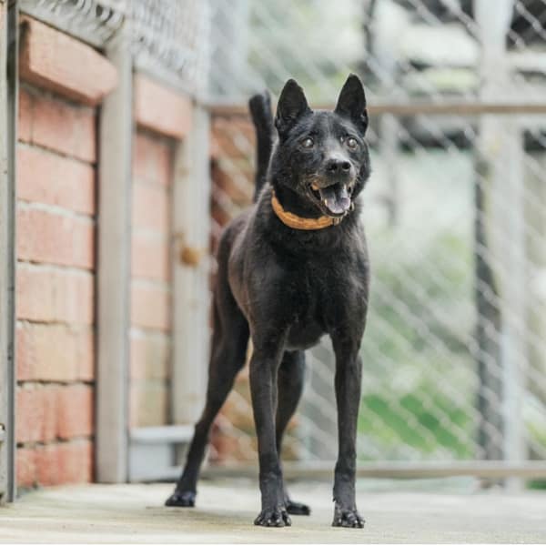 【待認養】混種犬 狗 (男生) - 新北市八里區公立動物之家