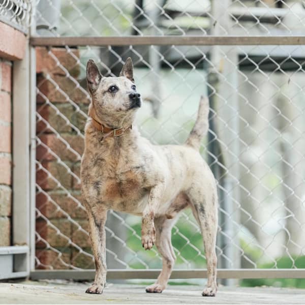 【待認養】混種犬 狗 (男生) - 新北市八里區公立動物之家