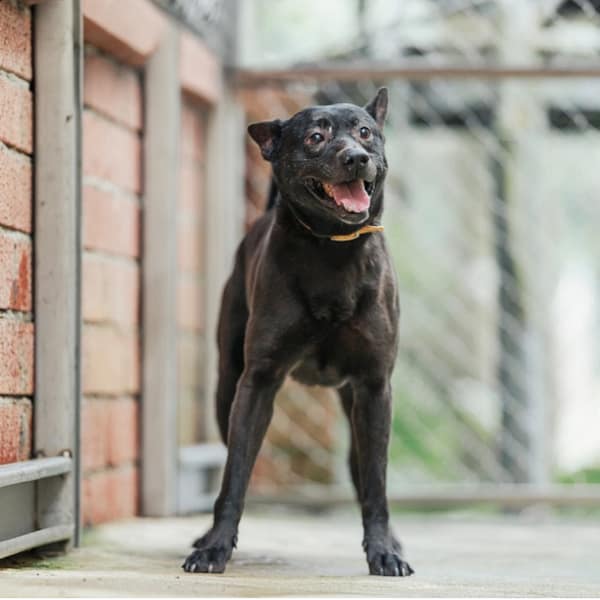 【待認養】混種犬 狗 (男生) - 新北市八里區公立動物之家
