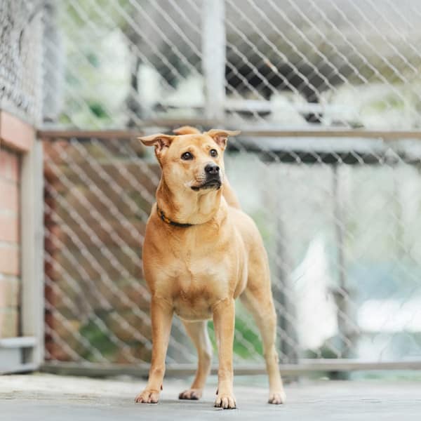 【待認養】混種犬 狗 (女生) - 新北市八里區公立動物之家