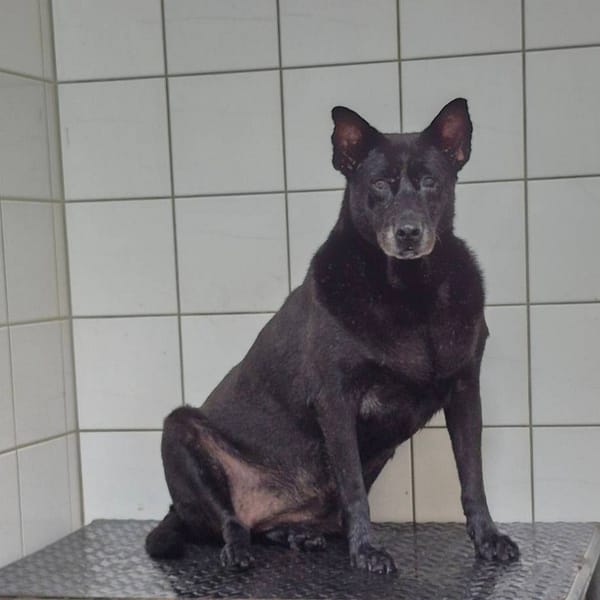 【待認養】混種犬 狗 (女生) - 新北市八里區公立動物之家