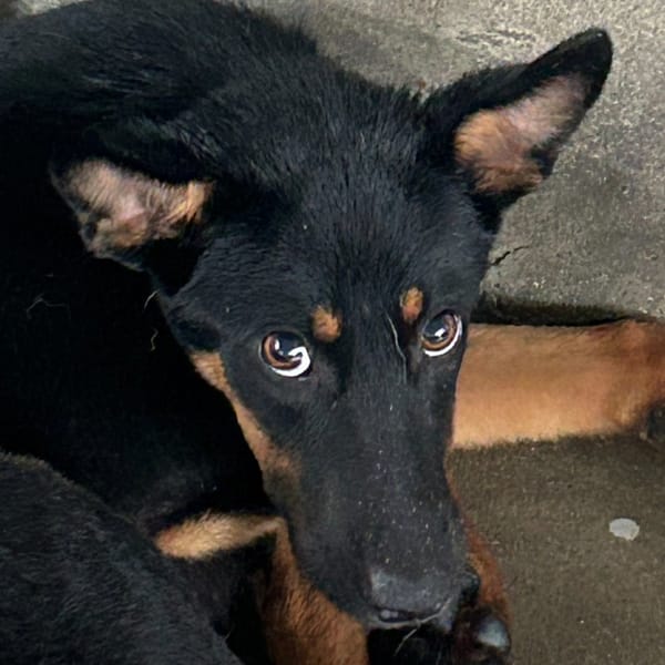 【待認養】混種犬 狗 (男生) - 澎湖縣流浪動物收容中心