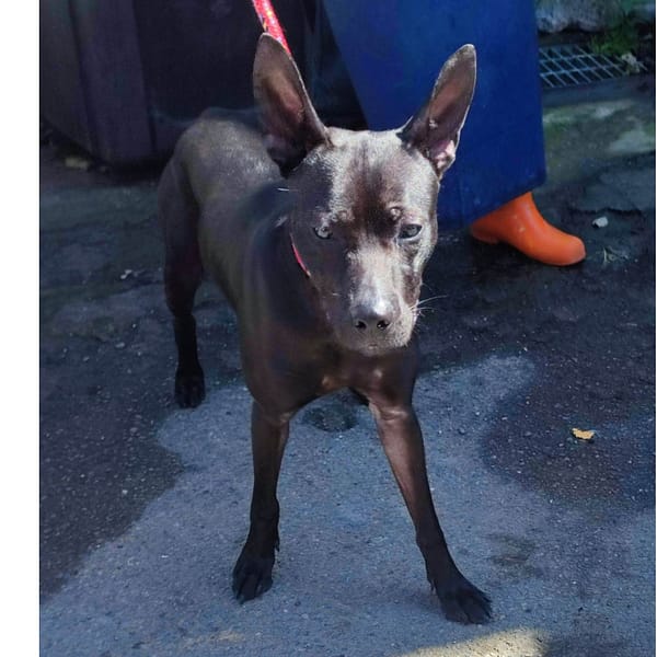 【待認養】混種犬 狗 (男生) - 新北市中和區公立動物之家