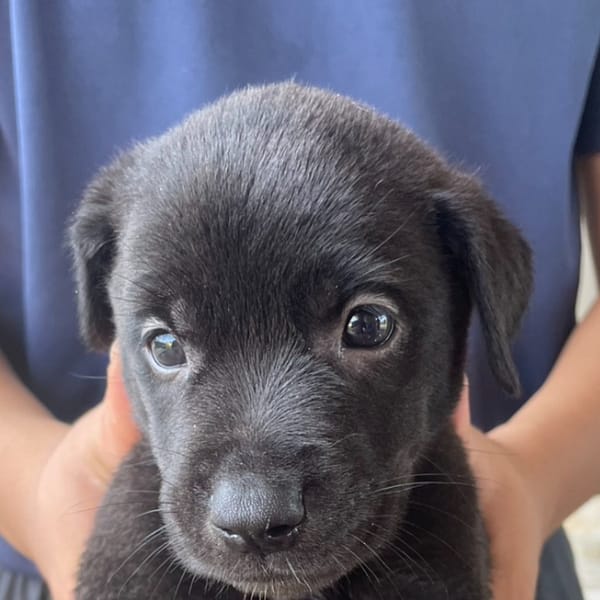 【待認養】混種犬 狗 (女生) - 澎湖縣流浪動物收容中心