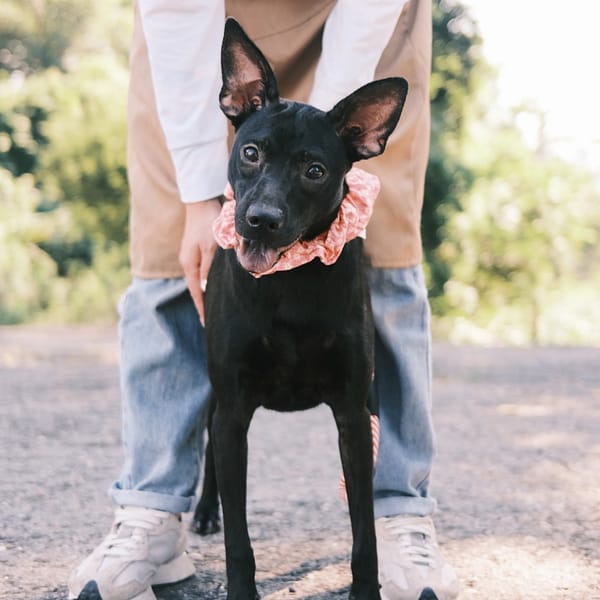 【待認養】混種犬 狗 (女生) - 彰化縣流浪狗中途之家