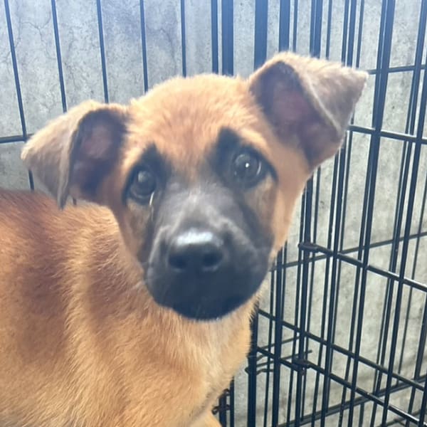【待認養】混種犬 狗 (男生) - 澎湖縣流浪動物收容中心