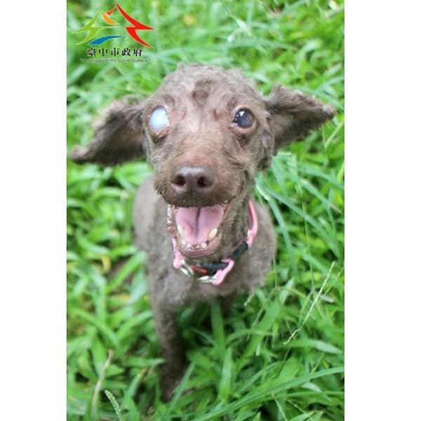 【待認養】貴賓犬 狗 (女生) - 臺中市動物之家后里園區