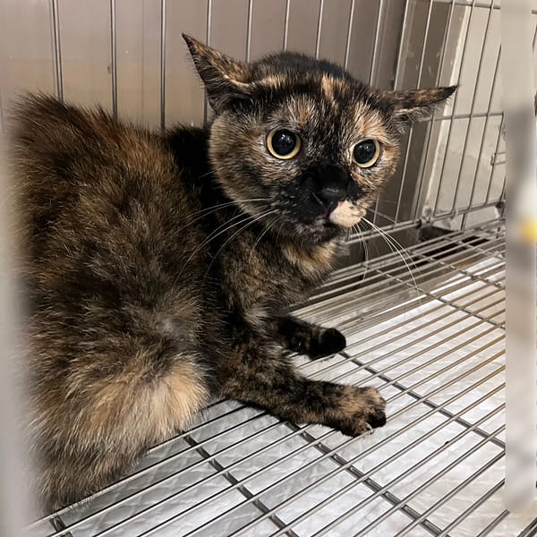 【待認養】混種貓 貓 (女生) - 新北市新店區公立動物之家