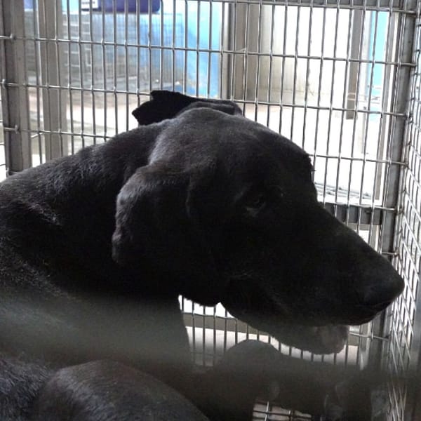 【待認養】混種犬 狗 (男生) - 臺南市動物之家灣裡站