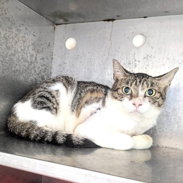 【待認養】混種貓 貓 (女生) - 新竹縣動物保護教育園區