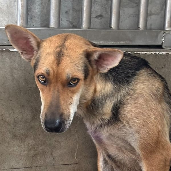 【待認養】混種犬 狗 (女生) - 澎湖縣流浪動物收容中心