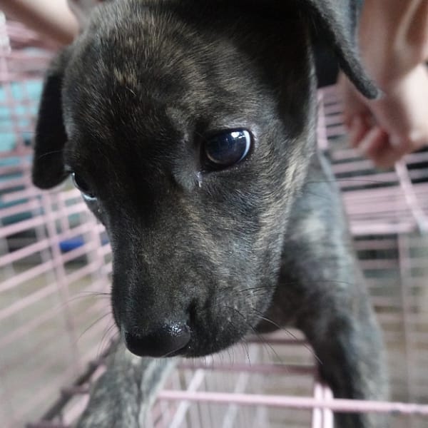 【待認養】混種犬 狗 (男生) - 臺南市動物之家灣裡站