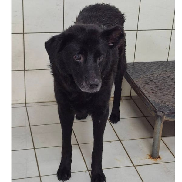 【待認養】混種犬 狗 (男生) - 新北市八里區公立動物之家