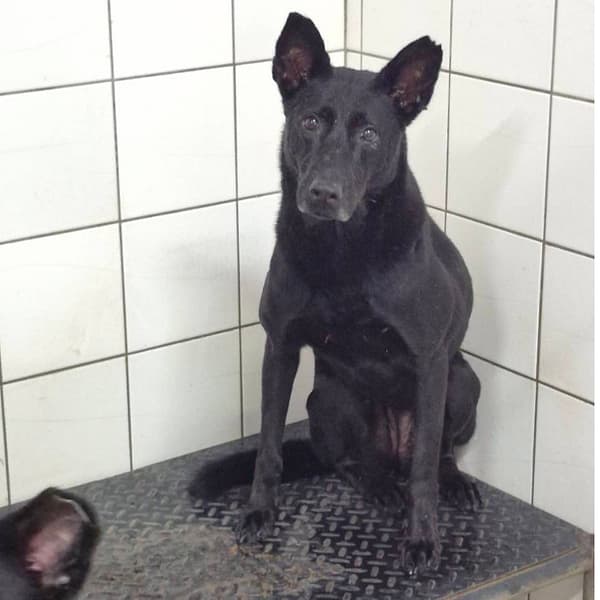 【待認養】混種犬 狗 (女生) - 新北市八里區公立動物之家