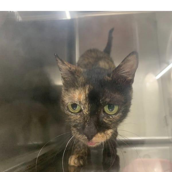 【待認養】混種貓 貓 (女生) - 臺北市動物之家