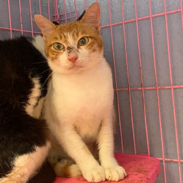 【待認養】混種貓 貓 (男生) - 臺北市動物之家