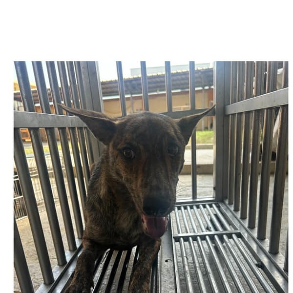 【待認養】混種犬 狗 (女生) - 澎湖縣流浪動物收容中心