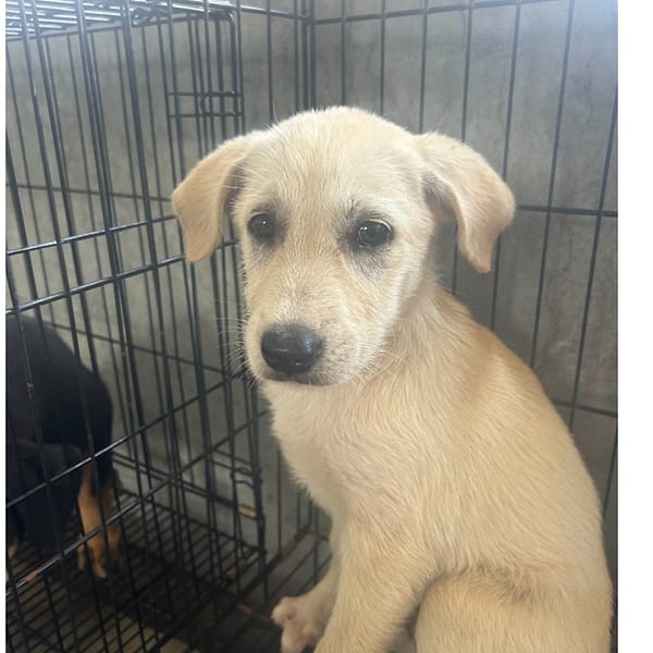 【待認養】混種犬 狗 (男生) - 澎湖縣流浪動物收容中心