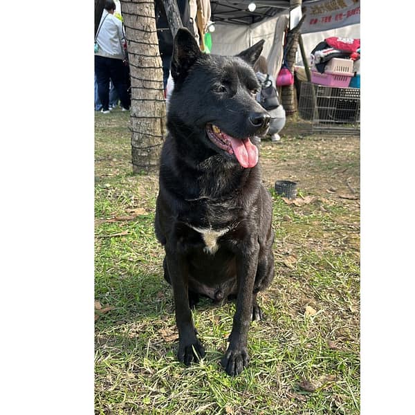 【待認養】混種犬 狗 (男生) - 新北市新店區公立動物之家