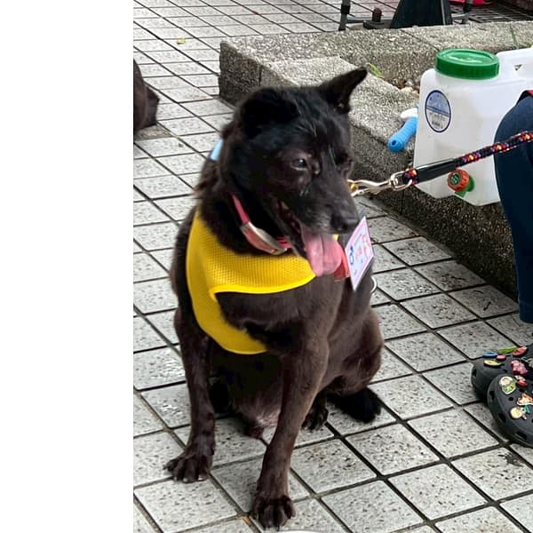 【待認養】混種犬 狗 (男生) - 新北市新店區公立動物之家