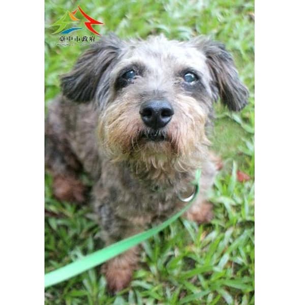 【待認養】迷你雪納瑞 狗 (男生) - 臺中市動物之家后里園區