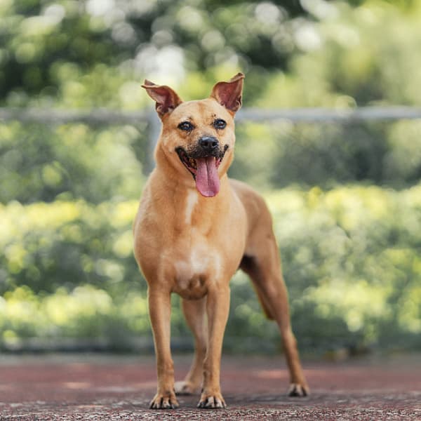 【待認養】混種犬 狗 (女生) - 新北市板橋區公立動物之家