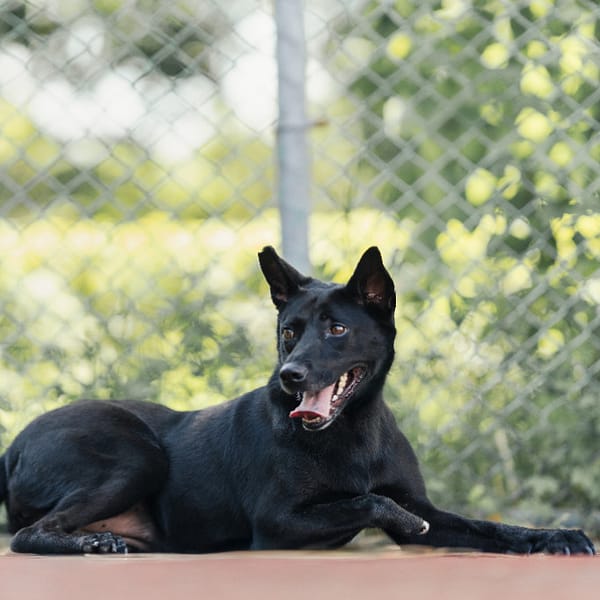 【待認養】混種犬 狗 (女生) - 新北市板橋區公立動物之家