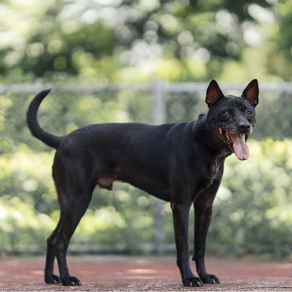 【待認養】混種犬 狗 (男生) - 新北市板橋區公立動物之家