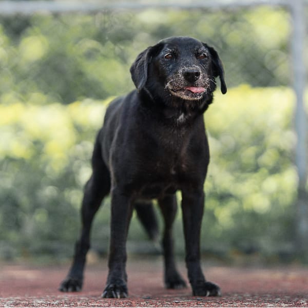 【待認養】混種犬 狗 (女生) - 新北市板橋區公立動物之家