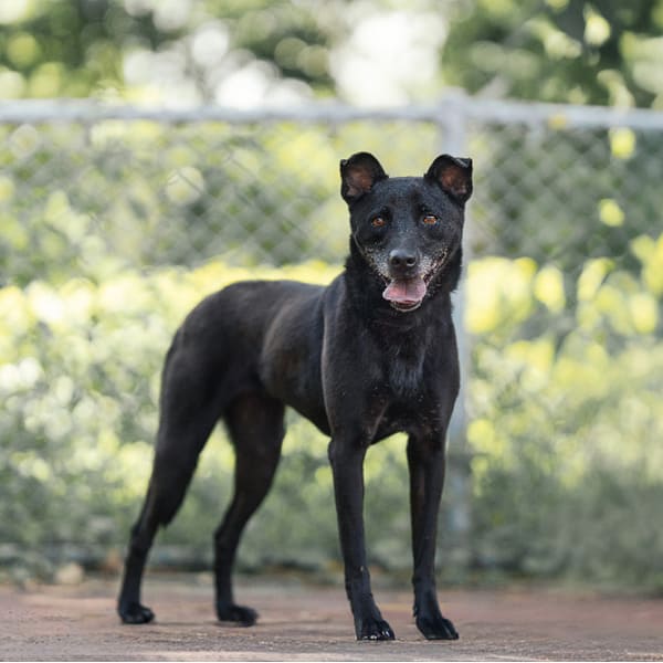 【待認養】混種犬 狗 (女生) - 新北市板橋區公立動物之家