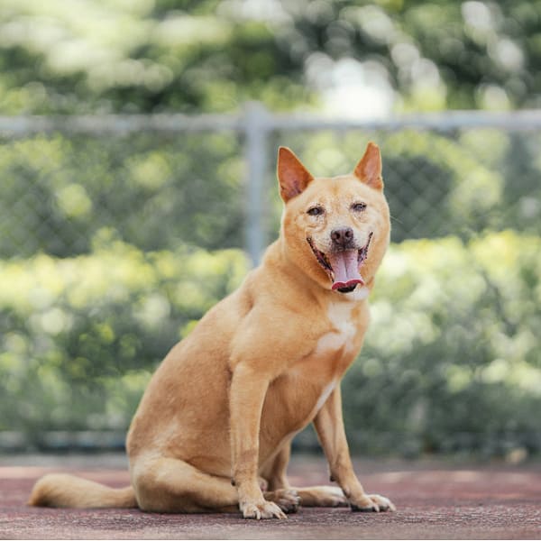 【待認養】混種犬 狗 (男生) - 新北市板橋區公立動物之家