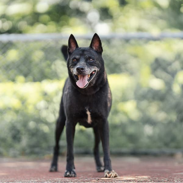 【待認養】混種犬 狗 (男生) - 新北市板橋區公立動物之家