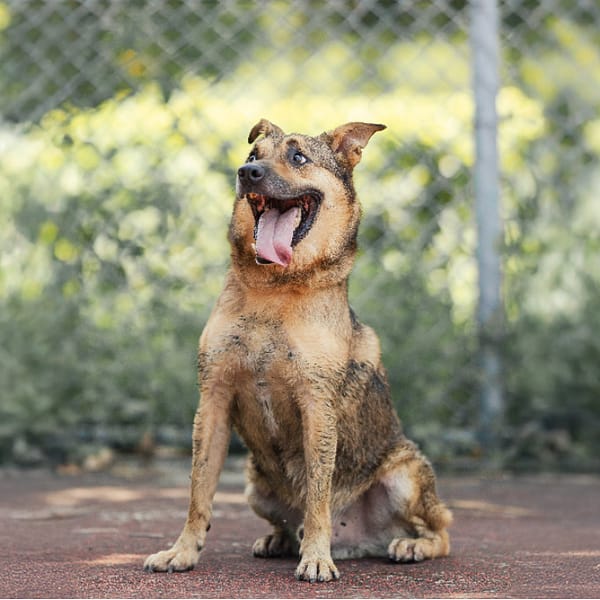 【待認養】混種犬 狗 (男生) - 新北市板橋區公立動物之家