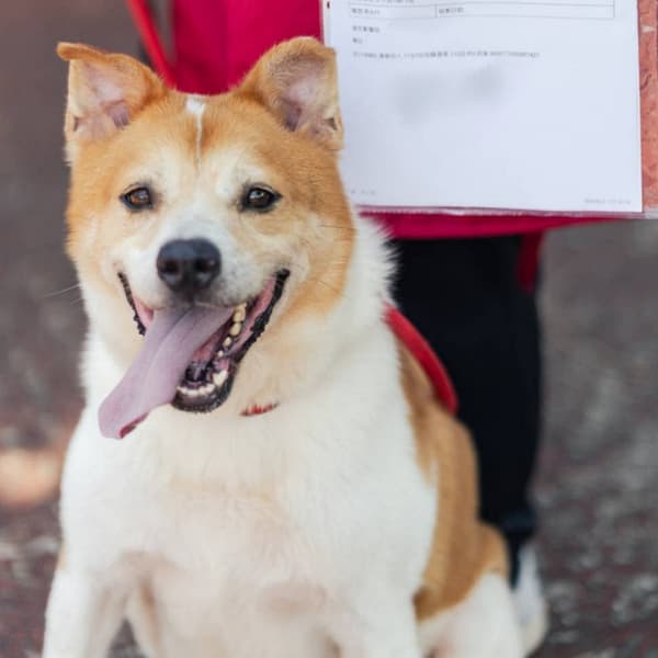 【待認養】混種犬 狗 (男生) - 新北市板橋區公立動物之家