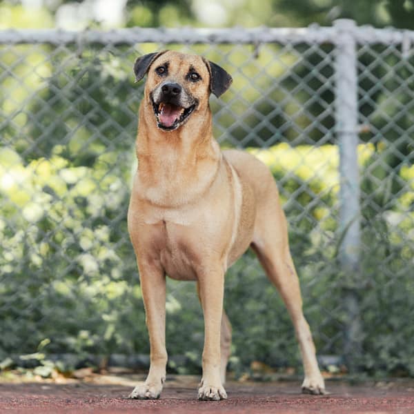 【待認養】混種犬 狗 (男生) - 新北市板橋區公立動物之家