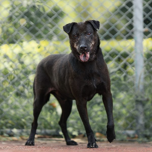 【待認養】混種犬 狗 (男生) - 新北市板橋區公立動物之家