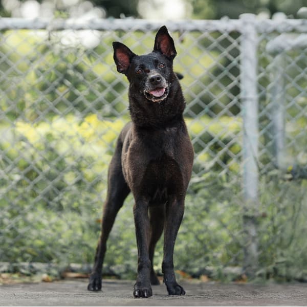 【待認養】混種犬 狗 (女生) - 新北市板橋區公立動物之家