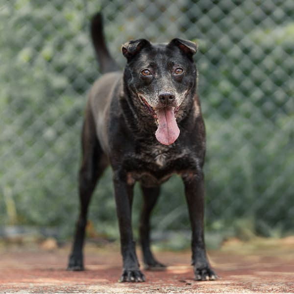 【待認養】混種犬 狗 (女生) - 新北市板橋區公立動物之家