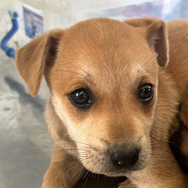 【待認養】混種犬 狗 (女生) - 澎湖縣流浪動物收容中心